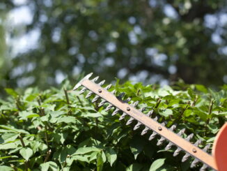 Hecke schneiden Ratgeber